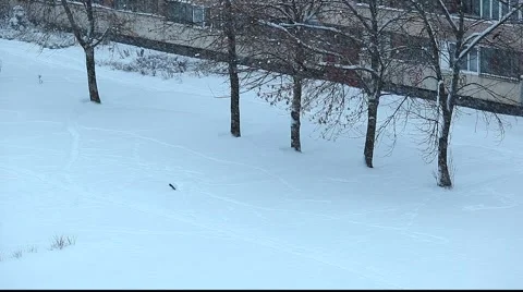Crows playing in the snow, through snowfall. 動画素材 951362