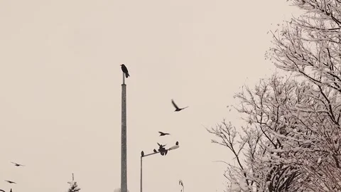 Crows on Poles During Heavy Snowfall Winter Wildlife Scene Stock Footage 328630062