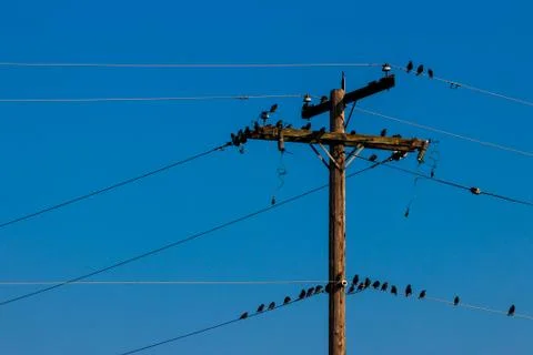 Crows on a power line pole Stock Photos