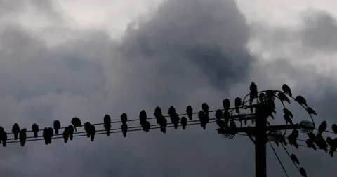 Crows on power lines Stock-Footage 154276311