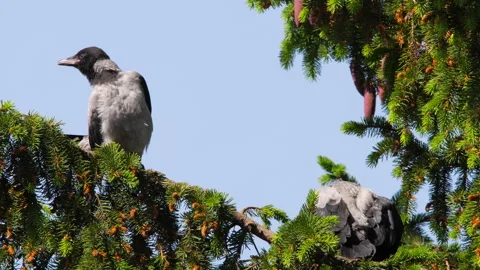 Crows preen their feathers on a tree branc Stock Footage 285656266
