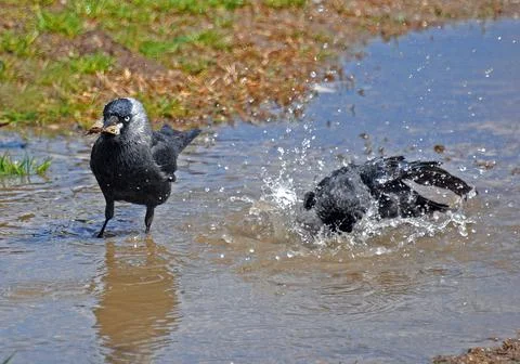 Crows in the puddle Stock Photos