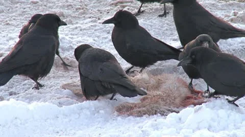 Crows Ravaging Bloody Hare Carcass in Snow 1 Video stock 8998268