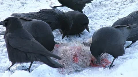 Crows Ravaging Bloody Hare Carcass in Snow 3 Stock Footage 9025864