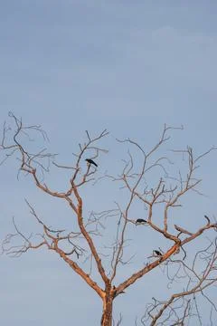 Crows resting on a leafless tree during a hot summer day Stock Photos