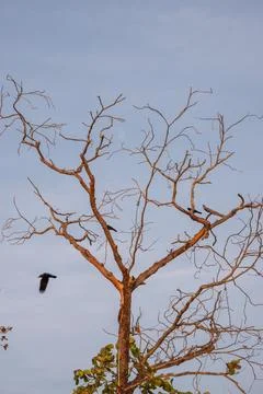 Crows resting on a leafless tree during a hot summer day Stock Photos