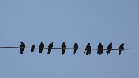 Crows resting on a wire Stock Footage 203816256