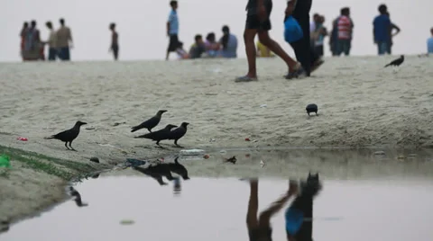 Crows on the river bank. Video stock 39043855