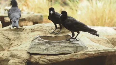 Crows on the rock Stock Footage 42180648