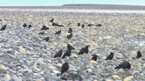 Crows on the Rocks 1a Stock Footage 7749215