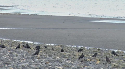 Crows on the Rocks 2 Stock Footage 7749219