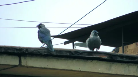 Crows on the roof of the building Видео 57337900