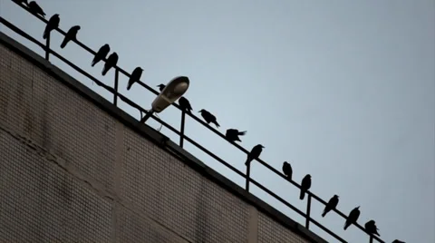 Crows on the roof Stock Footage 36993903