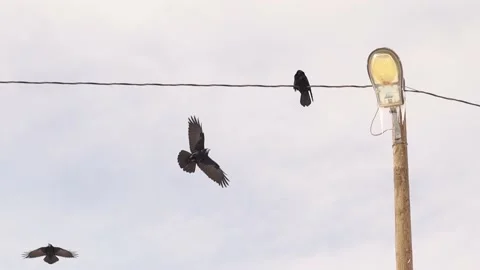 Crows (Rook) gather after a blizzard night. crow in the park. Birds in the city Stock Footage 172239115