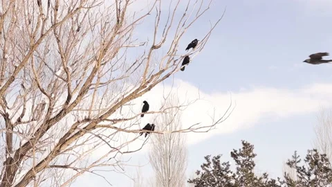 Crows (Rook) gather after a blizzard night. crow in the park. Birds in the city Stock Footage 172244215