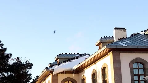 Crows (rook) Gathering on Snowy Rooftop, Winter Urban Wildlife Behavior. Birds Stock Footage 326905970