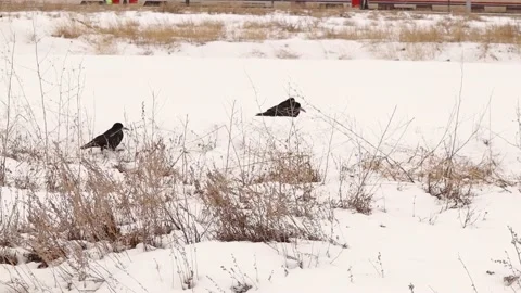 Crows (Rook) rest on the snow during a snowstorm. Crows search for food, winter Stock Footage 171662598