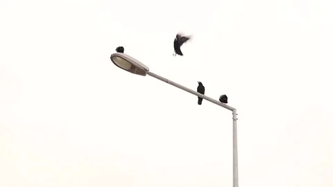 Crows (Rooks) on Street Light in Winter Urban Atmosphere on white backgrounds Stock Footage 326630289