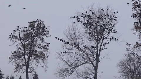 Crows Roosting on Bare Trees at Winter Sunset – Calm Moody Nature Scene Stock Footage 327899431