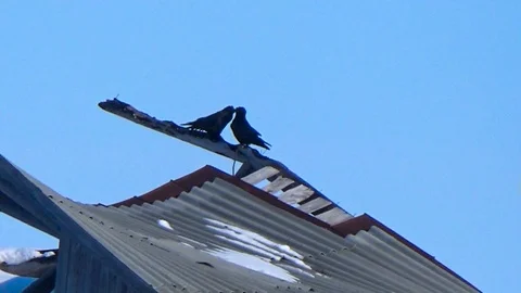 Crows in the ruins Video stock 108250589