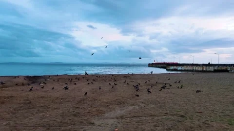 Crows on Sandy Beach at Dusk with Dramatic Cloudy Sky and Pier Background Stock Footage 333185256