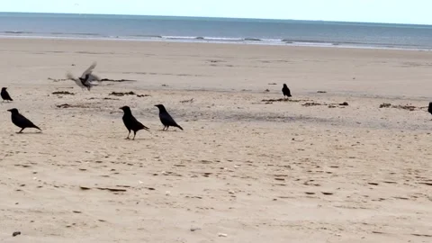 Crows On A Sandy Beach 스톡 동영상 193511393