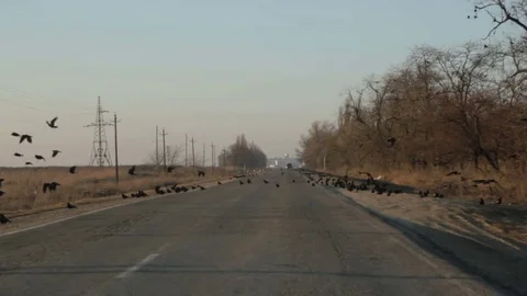 Crows scatter from the road Stock Footage 79406915