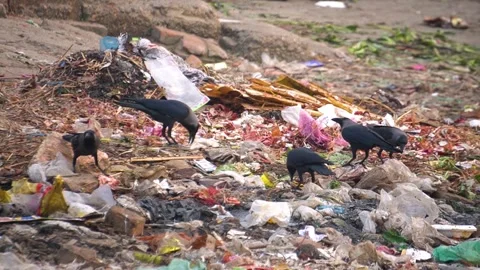 Crows scavenging for food in garbage dump in Bangladesh Vídeo Stock 345958154