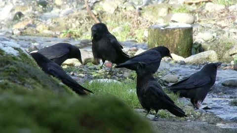 Crows Scavenging Stock Footage 237508874