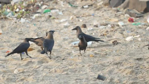 Crows Searching for Food on Beach Stock Footage 321266495
