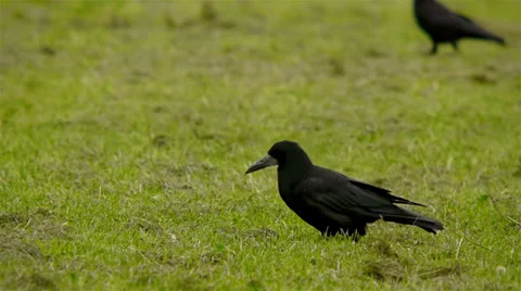 Crows searching for food . FULL HD Stock Footage 32300935