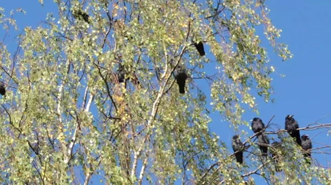 Crows settled on a tree branch 9 库存影片 44498412