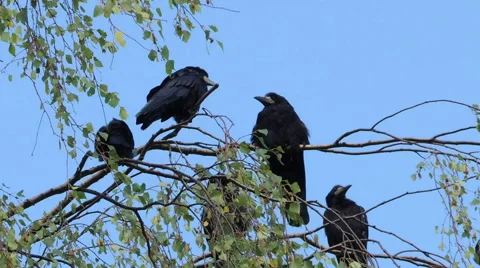 Crows settled on a tree branch 库存影片 44498389