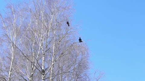 Crows settled on a tree branch Video stock 57316425