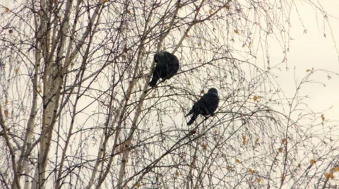 Crows settled on a tree branch Vidéo 57336784