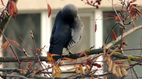 Crows settled on a tree branch Video stock 57336962
