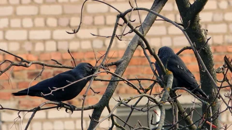 Crows settled on a tree branch Video stock 57337171