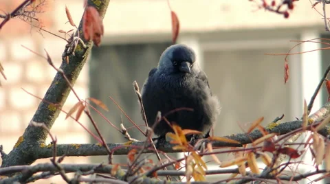 Crows settled on a tree branch Video stock 57337212