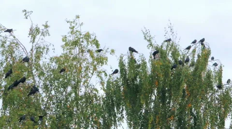 Crows settled on a tree branch Video stock 57337228