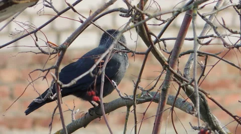 Crows settled on a tree branch Video stock 57337264