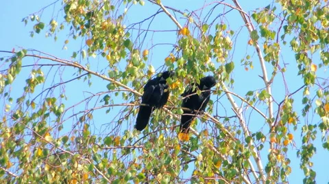 Crows settled on a tree branch Video stock 57337312