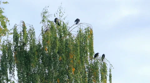 Crows settled on a tree branch Video stock 57337344