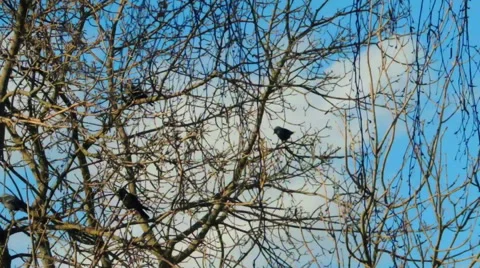 Crows settled on a tree branch Video stock 57337401