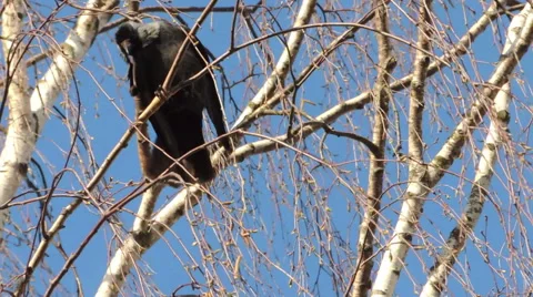 Crows settled on a tree branch Video stock 57337413