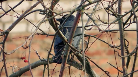 Crows settled on a tree branch Video stock 57337416
