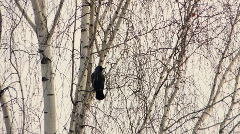 Crows settled on a tree branch Video stock 57337478