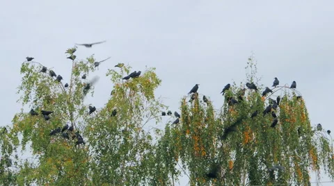Crows settled on a tree branch Video stock 57337537