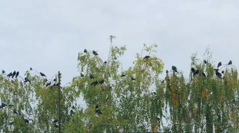 Crows settled on a tree branch Video stock 57337543