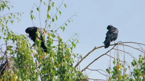 Crows settled on a tree branch Video stock 57337572