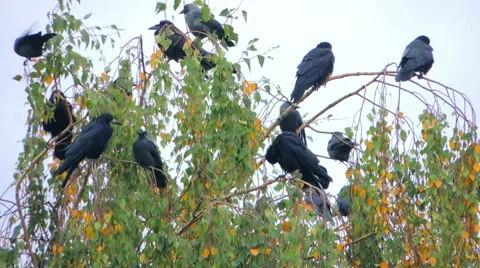 Crows settled on a tree branch Video stock 57337577